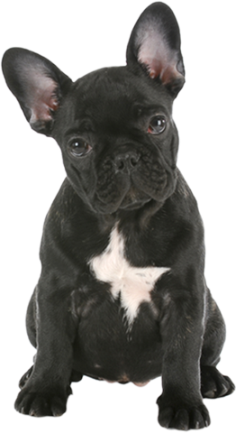 groomax-dog